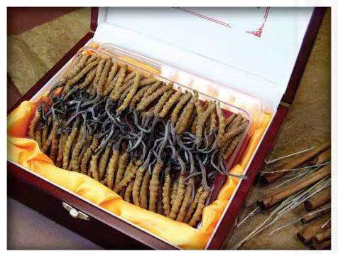 乃东冬虫夏草回收